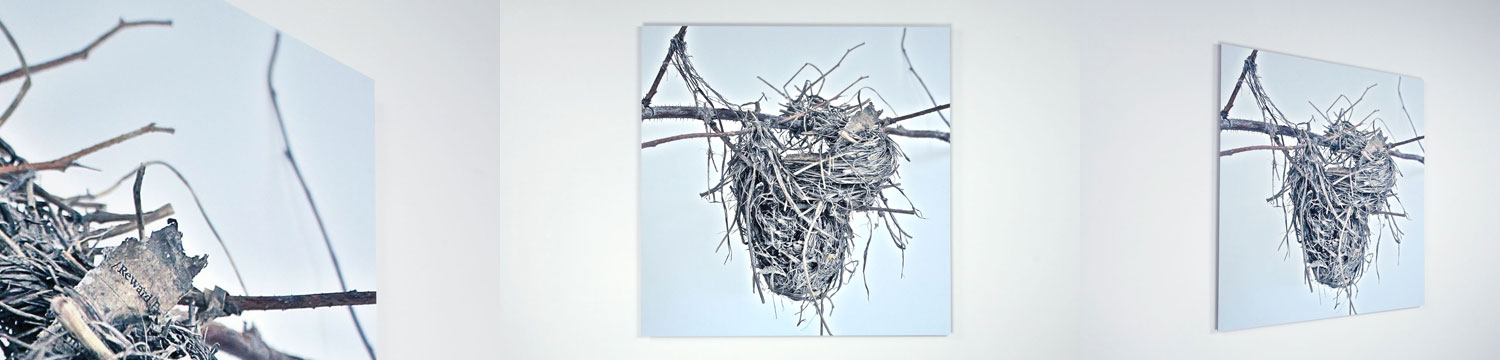 Ryan Livingstone Canadian Artist Sculptor Photograph of Found Nests Aluminum Contemporary Art From The Landscape Toronto New Brunswick Art Inspired by Our Relationship with Nature November Death Symbols of Life and Death Resembling The Heart
